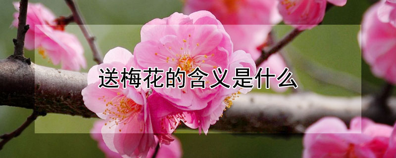 送梅花的含义是什么（女生送男生梅花是什么意思）