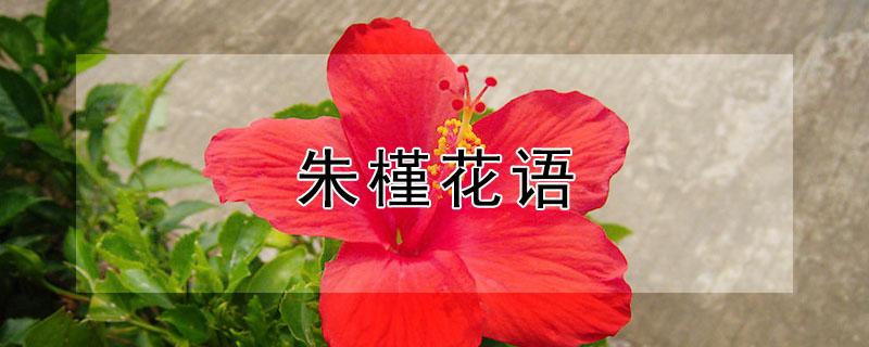 朱槿花语（朱槿花语及代表意义）