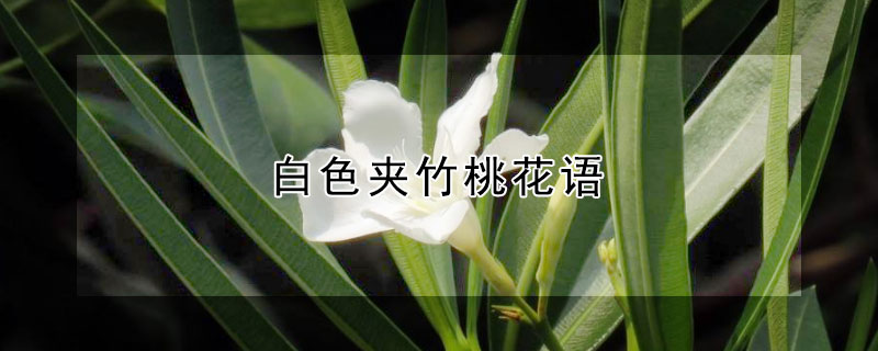 白色夹竹桃花语（夹竹桃花语是什么）