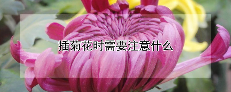 插菊花时需要注意什么（插花常用菊花）