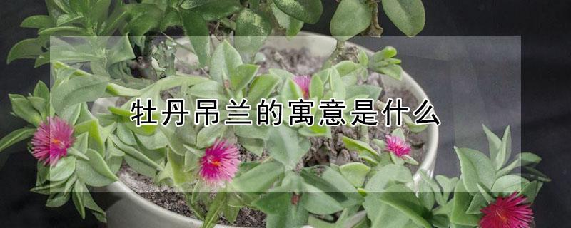 牡丹吊兰的寓意是什么（吊兰开花的寓意是什么）