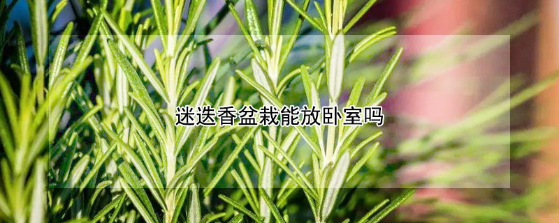 迷迭香盆栽能放卧室吗 迷迭香绿植可以放房间吗