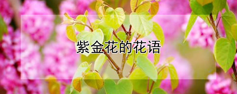 紫金花的花语 紫金香的花语是什么