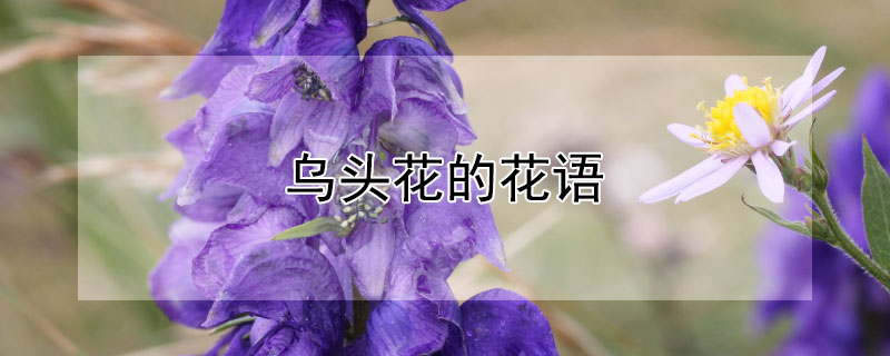 乌头花的花语（乌头花的花语和含义）