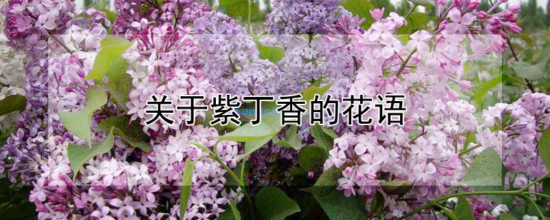 关于紫丁香的花语（紫丁香的花语和象征意义）