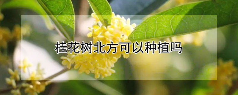 桂花树北方可以种植吗（桂花树北方能种植吗?）