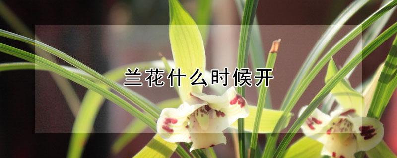 兰花什么时候开 兰花什么时候开花季节