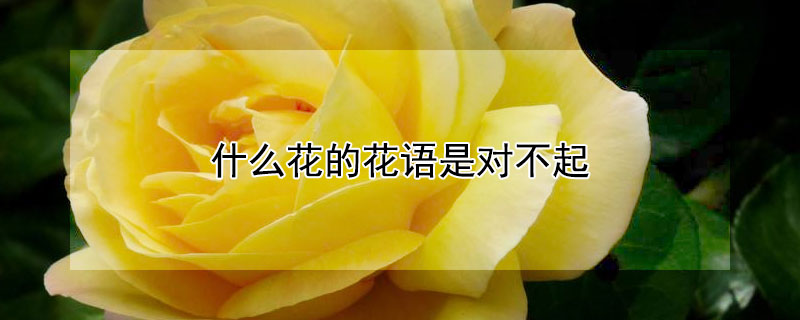 什么花的花语是对不起（什么花的花语是对不起,再见）