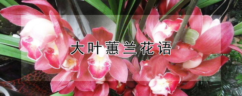 大叶蕙兰花语 大花蕙兰的花语