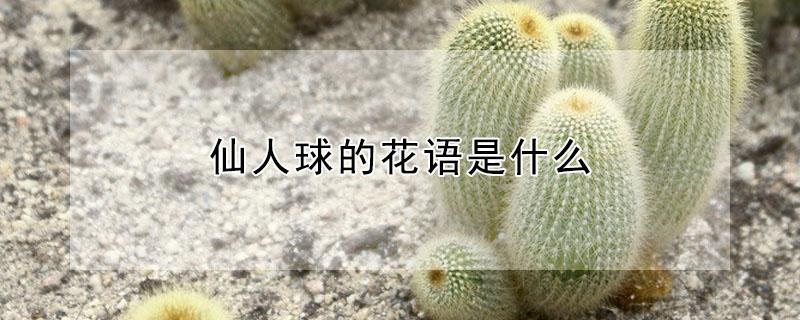 仙人球的花语是什么（仙人球的花语是什么适合给谁）