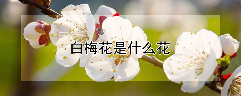 白梅花是什么花（白梅是什么花?）