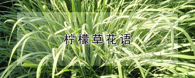 柠檬草花语（柠檬草花语英文）