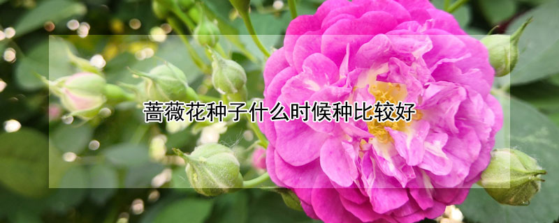 蔷薇花种子什么时候种比较好（蔷薇花什么时候播种最好）