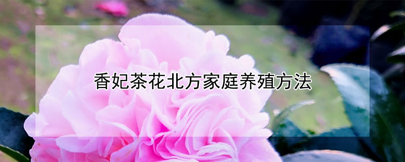 香妃茶花北方家庭养殖方法（香妃茶花的养殖）