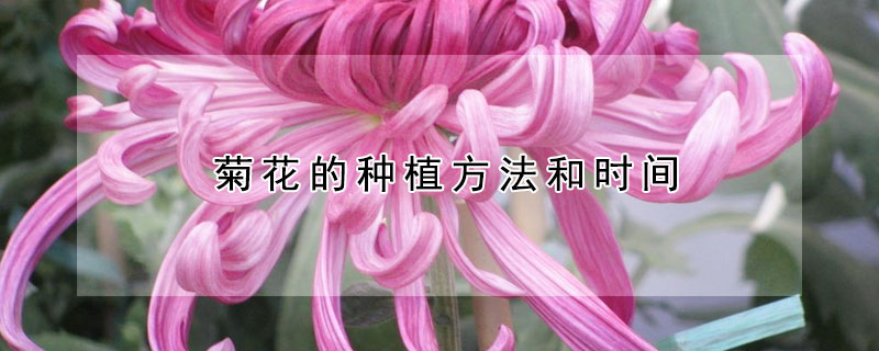 菊花的种植方法和时间（菊花的栽种时间和方法）