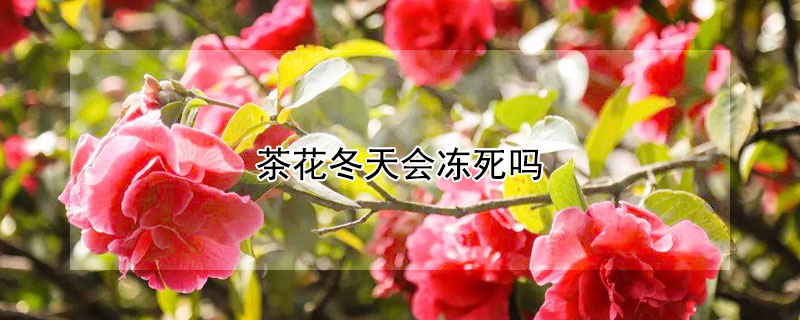 茶花冬天会冻死吗 茶花冬天怕冻吗