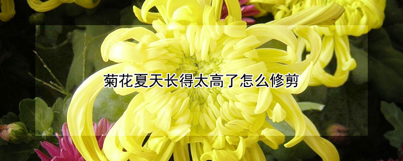 菊花夏天长得太高了怎么修剪（菊花夏天徒长怎么修剪）