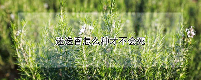 迷迭香怎么种才不会死（迷迭香开花后会死吗）