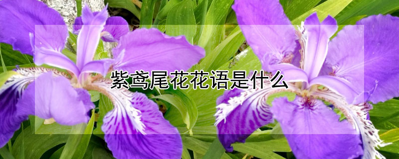 紫鸢尾花花语是什么 紫鸢花的花语是什么?