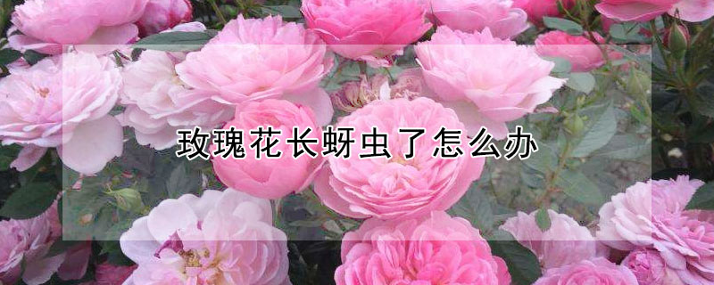 玫瑰花长蚜虫了怎么办 玫瑰花买回来有蚜虫怎么处理