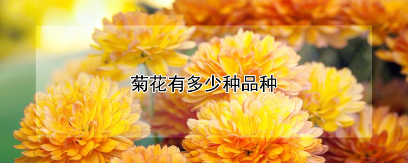 菊花有多少种品种（菊花有多少种品种名字）