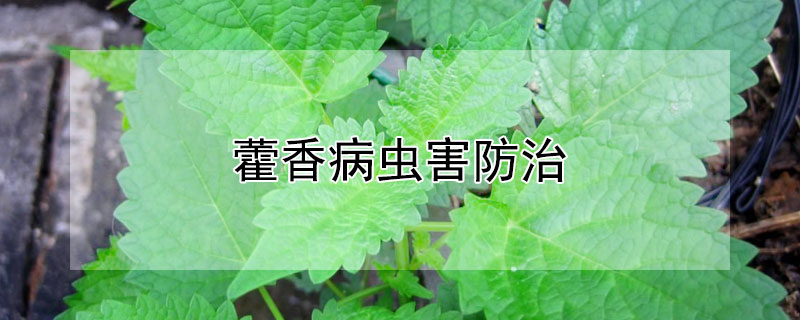 藿香病虫害防治 藿香病害防治图片