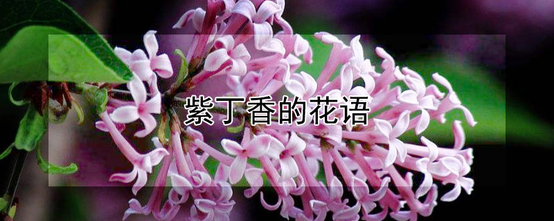 紫丁香的花语 紫丁香的花语是什么