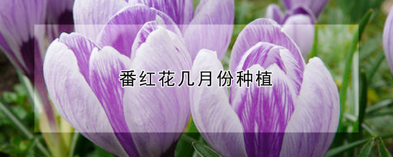 番红花几月份种植 番红花几月份种植最好