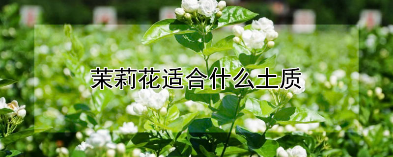 茉莉花适合什么土质（茉莉花适合什么土质栽培）