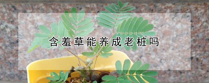 含羞草能养成老桩吗 怎样养植含羞草