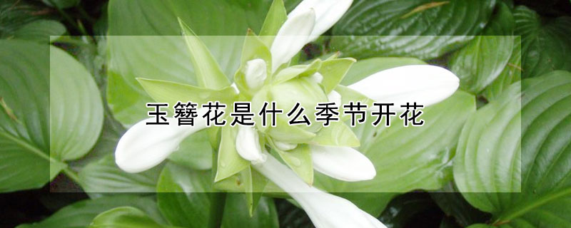 玉簪花是什么季节开花（玉簪花什么时候开花）