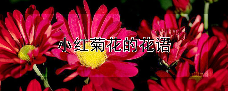 小红菊花的花语（小菊的花语红菊的花语）