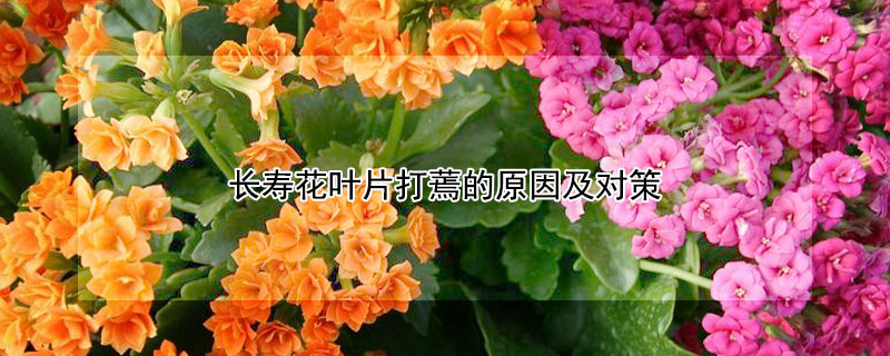 长寿花叶片打蔫的原因及对策（长寿花叶子萎蔫怎么回事）