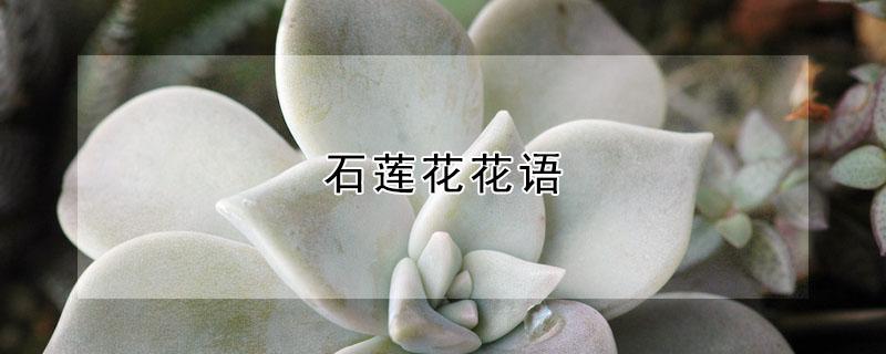 石莲花花语（石莲花寓意）