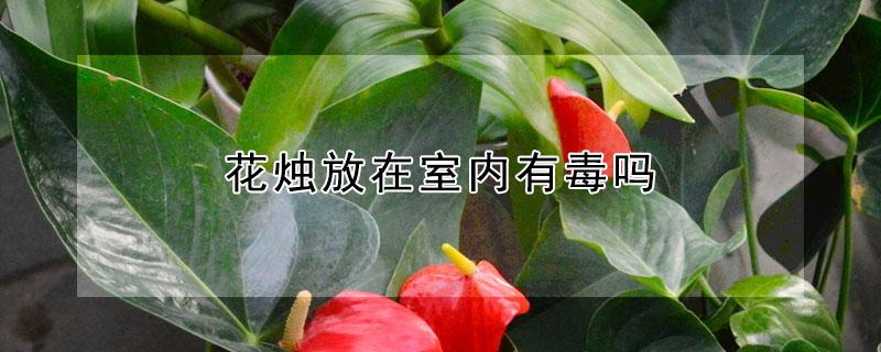 花烛放在室内有毒吗（花烛有毒吗放室内可以吗）