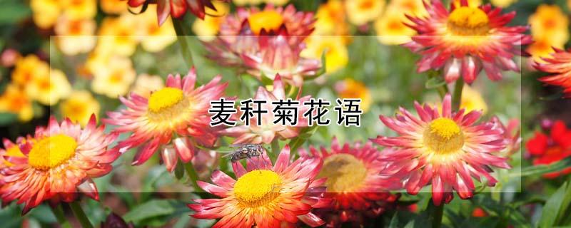 麦秆菊花语 麦甘菊花语