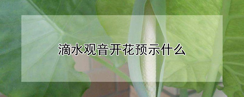 滴水观音开花预示什么（滴水观音开花寓意）