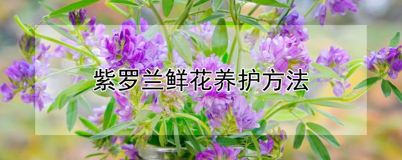 紫罗兰鲜花养护方法（紫罗兰鲜切花的养护方法）