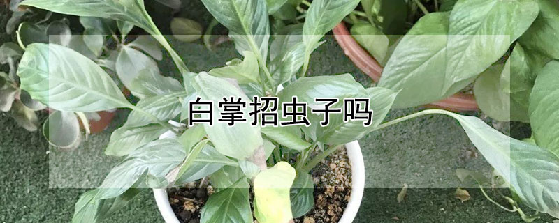 白掌招虫子吗 白掌容易生虫吗