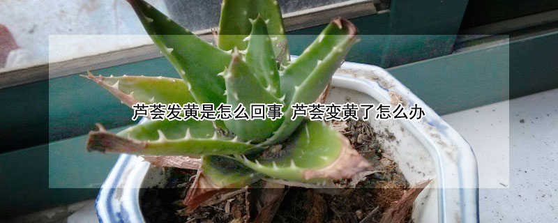 芦荟发黄是怎么回事（芦荟发黄怎么回事?）