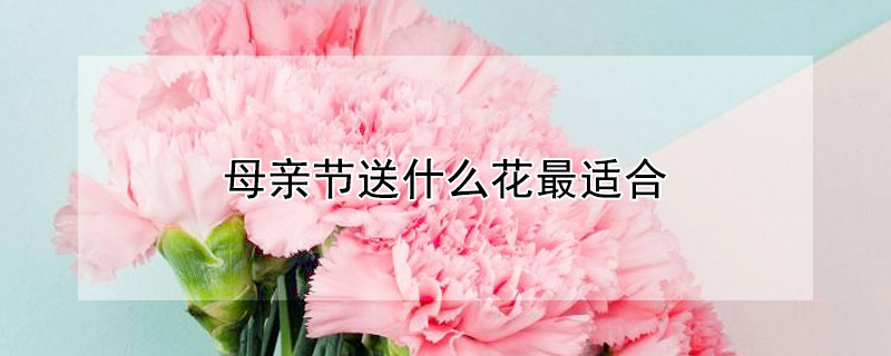 母亲节送什么花最适合（母亲节送什么花最适合礼物）