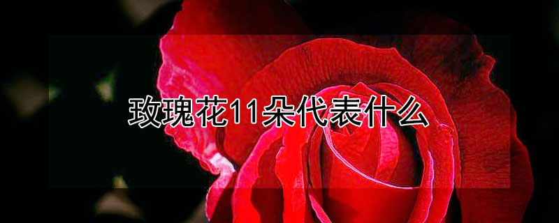 玫瑰花11朵代表什么（玫瑰花11朵代表什么意义）