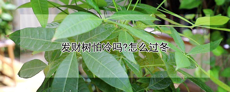 发财树怕冷吗?怎么过冬 发财树怕冷吗冬天