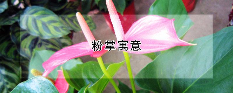 粉掌寓意（粉掌寓意及花语 学生）