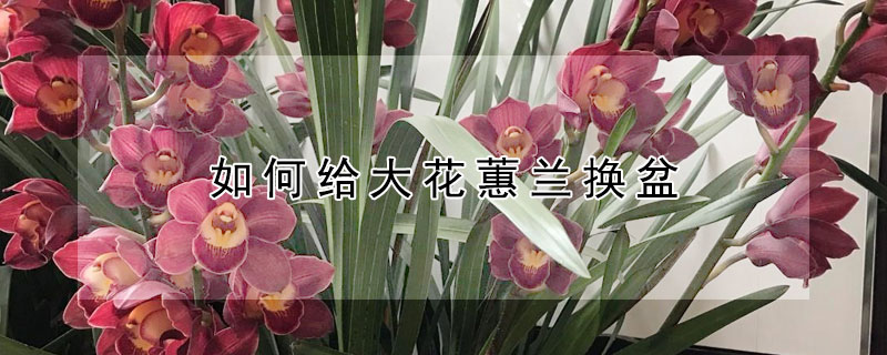 如何给大花蕙兰换盆（蕙兰换盆技巧）