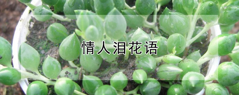 情人泪花语（情人泪花语是什么）