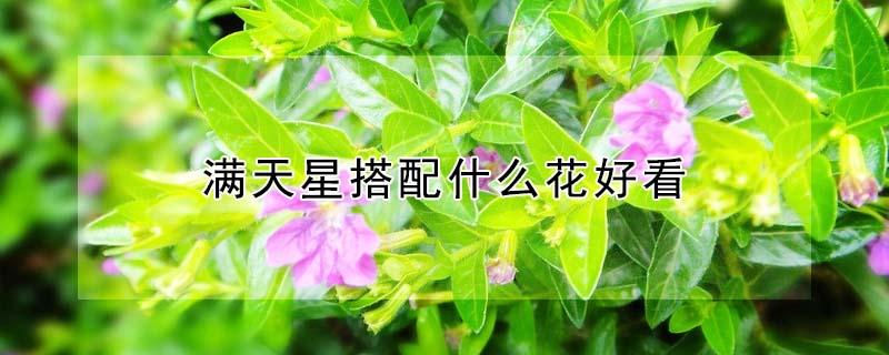 满天星搭配什么花好看（蓝色满天星搭配什么花好看）