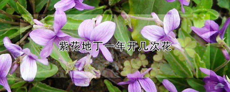 紫花地丁一年开几次花（紫花地丁常年开花吗）