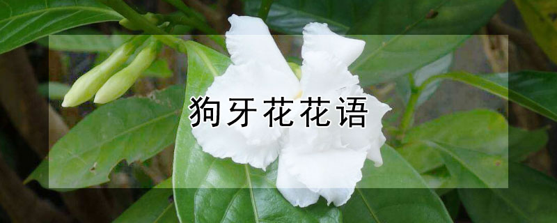 狗牙花花语（狗胡花花语）