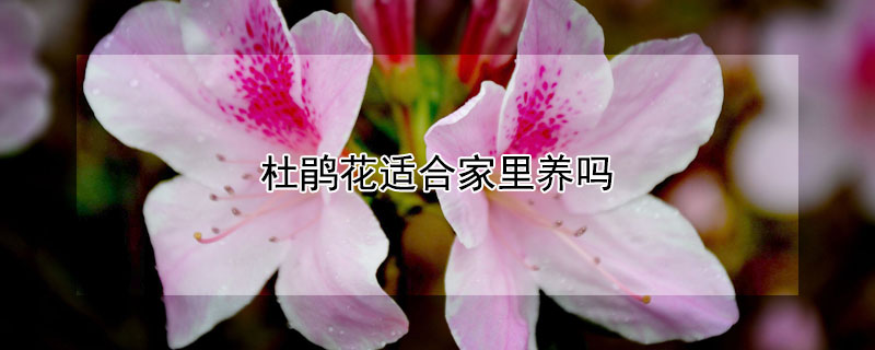 杜鹃花适合家里养吗（杜鹃花适合家养么）